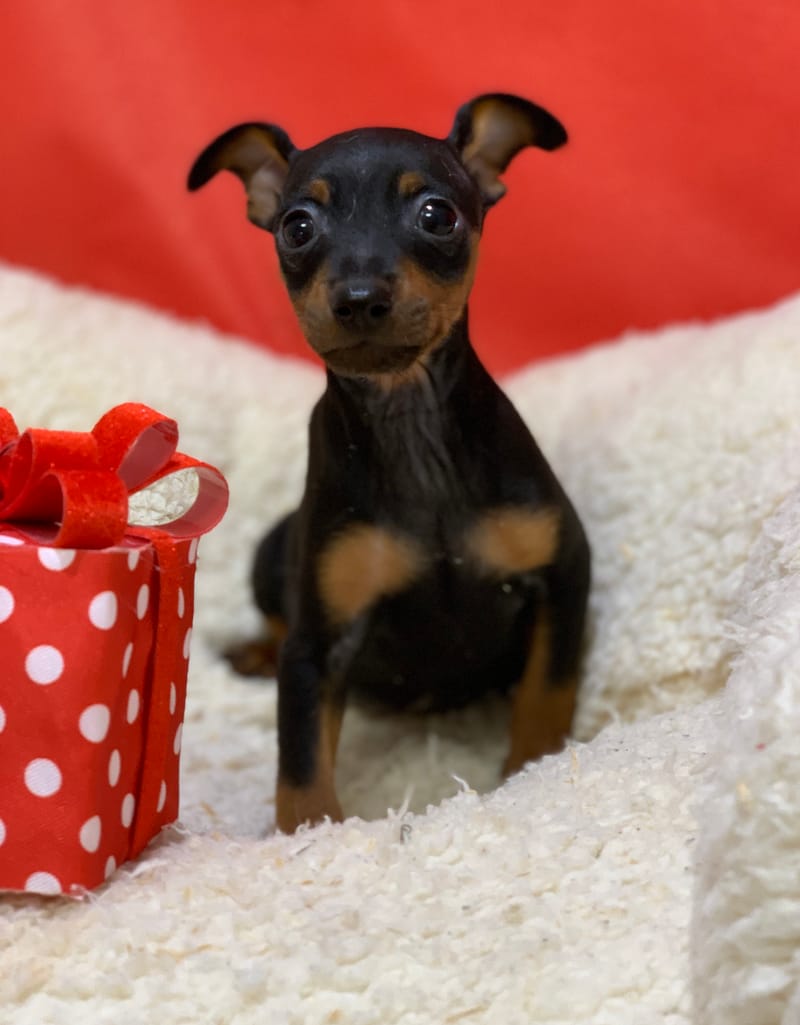 Aztek, Pinscher mâle né le 25/10/25 Non LOF (Parents LOF) (dispo dès le 23/12)