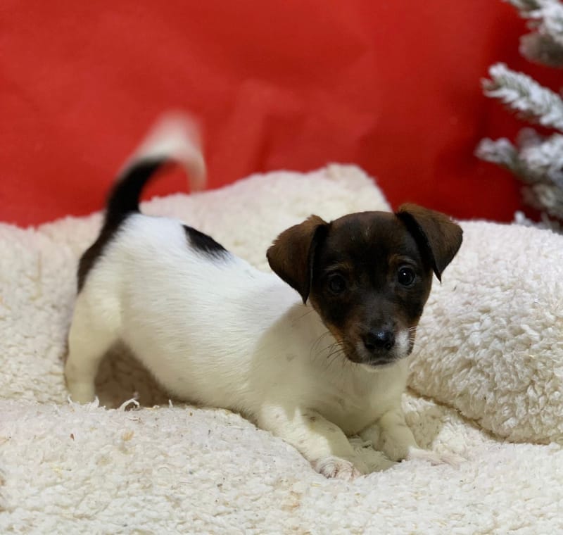 Alienor, Jack Russel femelle née le 18/10/25 LOF (dispo dès le 23/12)