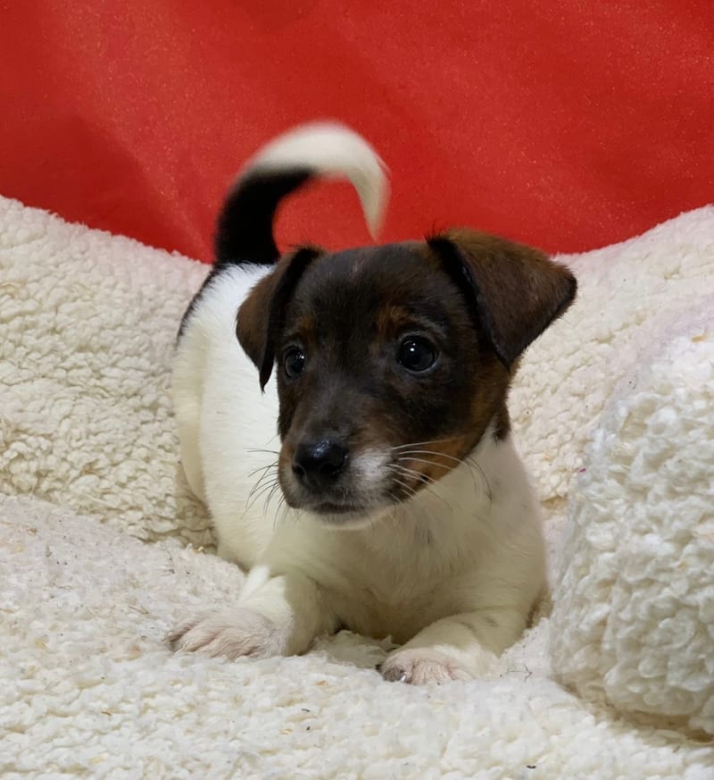 Alienor, Jack Russel femelle née le 18/10/25 LOF (dispo dès le 23/12)