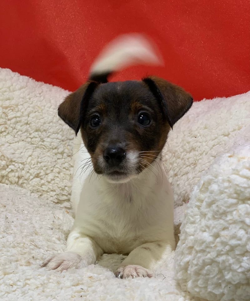 Alienor, Jack Russel femelle née le 18/10/25 LOF (dispo dès le 23/12)