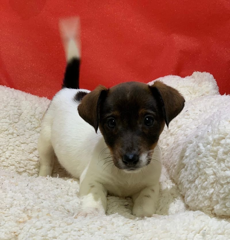 Alienor, Jack Russel femelle née le 18/10/25 LOF (dispo dès le 23/12)