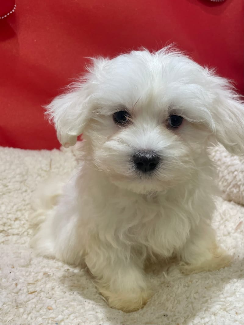Arno, Bichon Maltais mâle né le 23/10/25 LOF (dispo dès le 23/12)