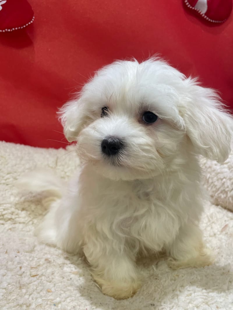 Arno, Bichon Maltais mâle né le 23/10/25 LOF (dispo dès le 23/12)