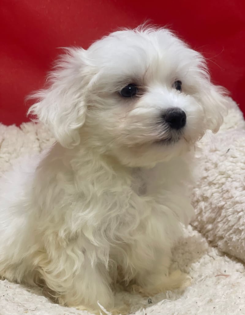 Arno, Bichon Maltais mâle né le 23/10/25 LOF (dispo dès le 23/12)