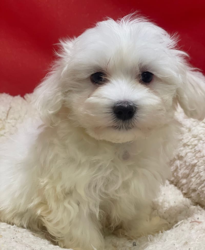 Arno, Bichon Maltais mâle né le 23/10/25 LOF (dispo dès le 23/12)