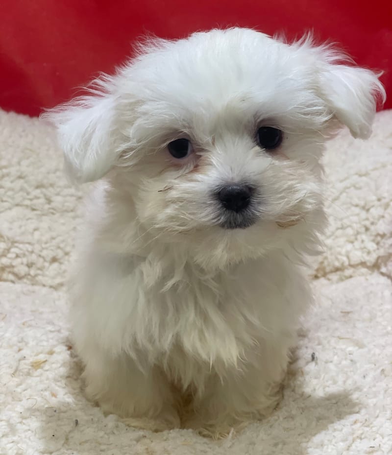 Azia, Bichon Maltais femelle née le 23/10/25 LOF (dispo dès le 23/12)