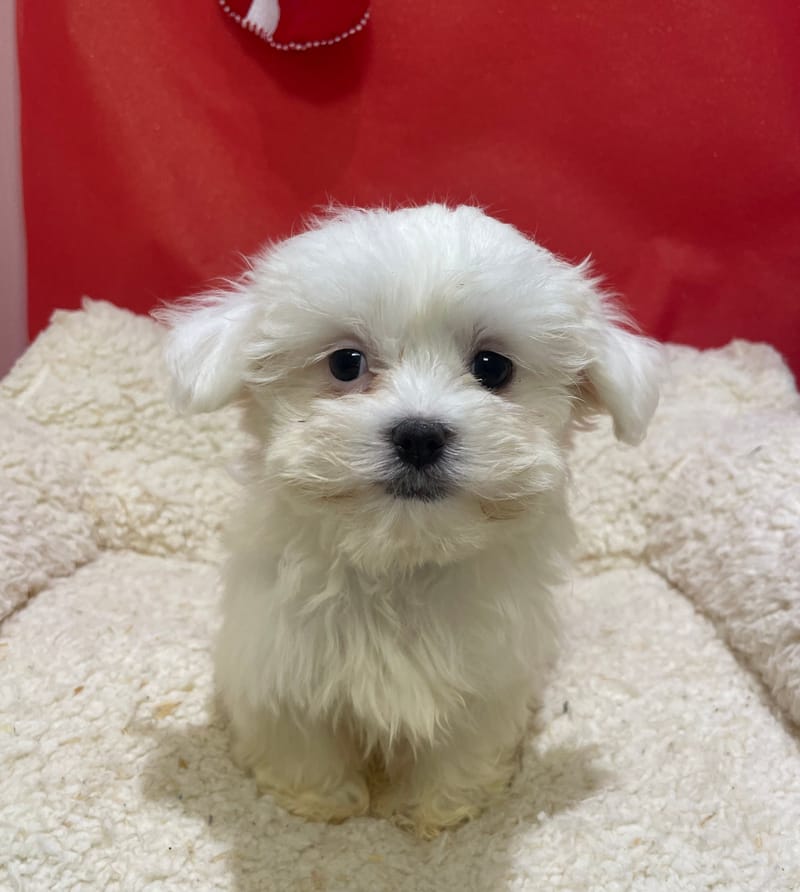Azia, Bichon Maltais femelle née le 23/10/25 LOF (dispo dès le 23/12)