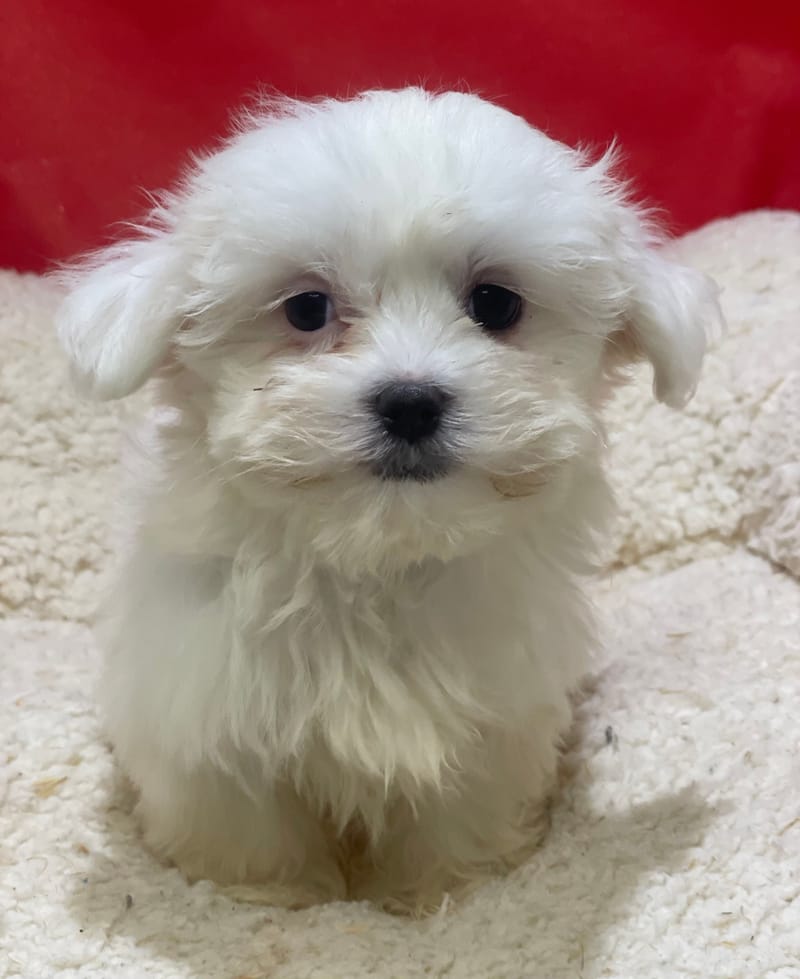 Azia, Bichon Maltais femelle née le 23/10/25 LOF (dispo dès le 23/12)