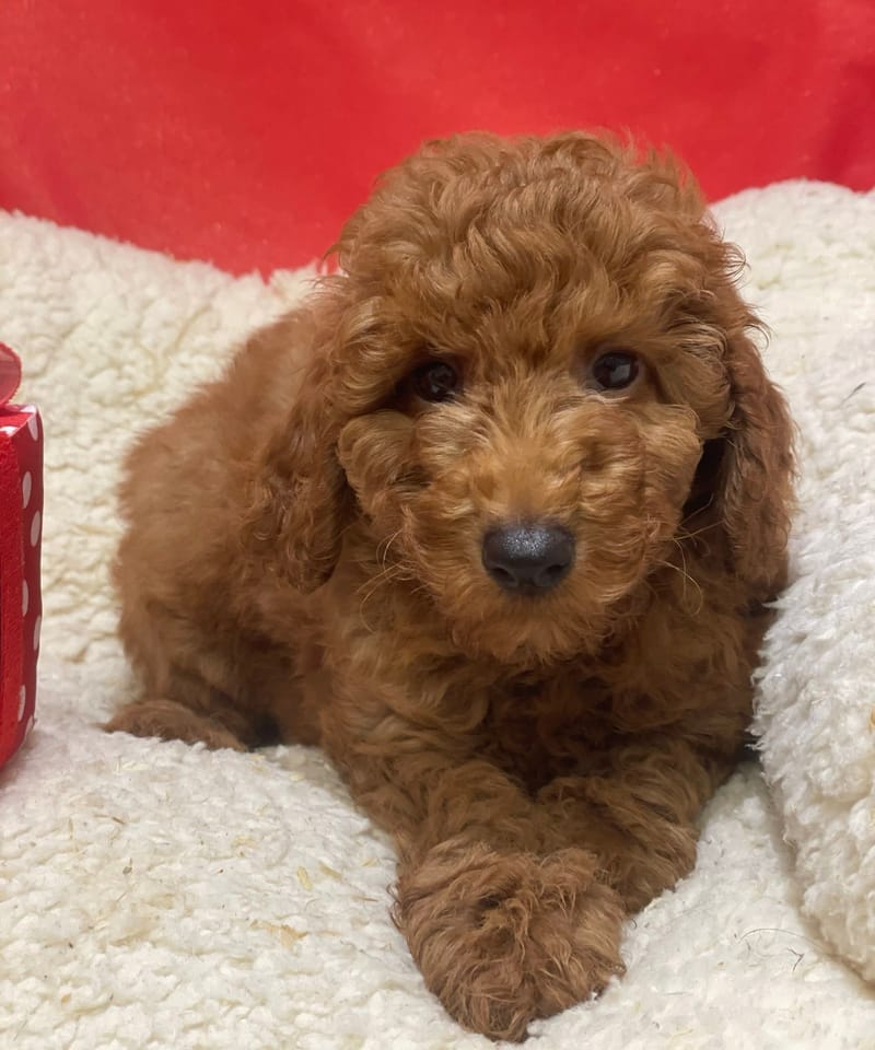 Atlin, Caniche mâle né le 19/10/25 Non LOF (Parents LOF) (dispo dès le 23/12)