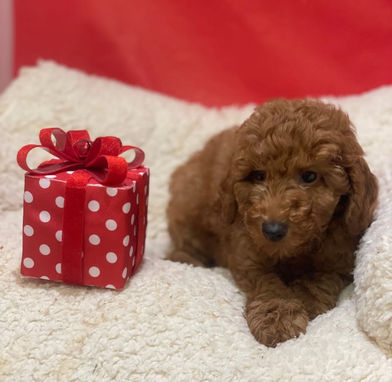 Atlin, Caniche mâle né le 19/10/25 Non LOF (Parents LOF) (dispo dès le 23/12)