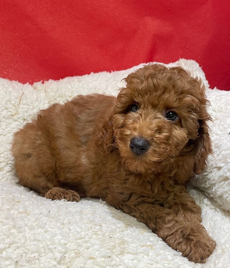 Atlin, Caniche mâle né le 19/10/25 Non LOF (Parents LOF) (dispo dès le 23/12)