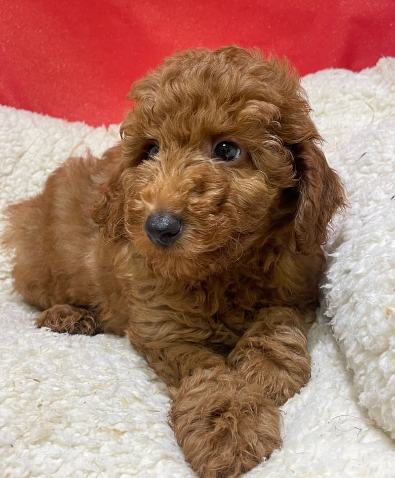 Atlin, Caniche mâle né le 19/10/25 Non LOF (Parents LOF) (dispo dès le 23/12)