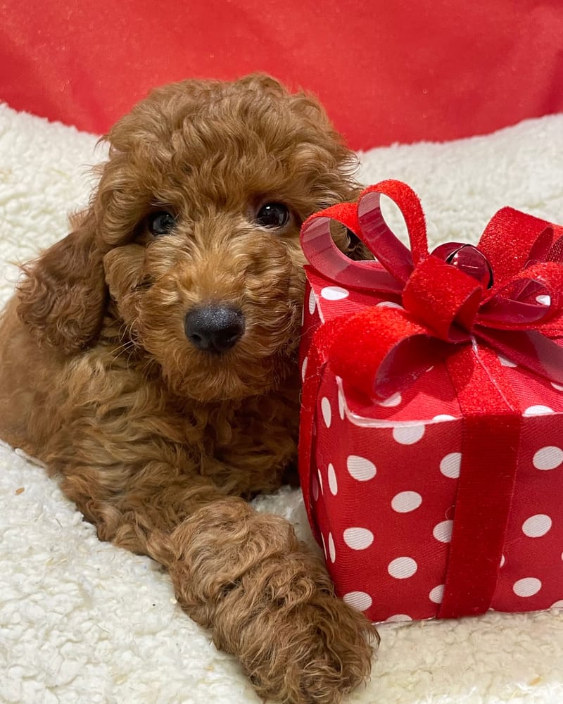 Atlin, Caniche mâle né le 19/10/25 Non LOF (Parents LOF) (dispo dès le 23/12)