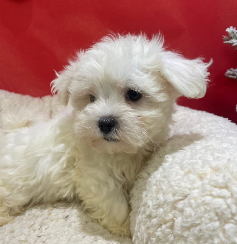 Anouk, Bichon Maltais femelle née le 23/10/25 LOF (dispo dès le 23/12)