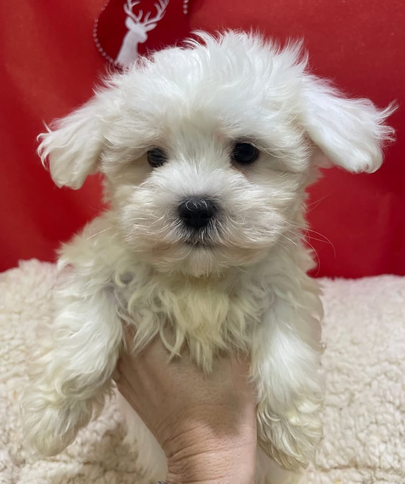 Anouk, Bichon Maltais femelle née le 23/10/25 LOF (dispo dès le 23/12)