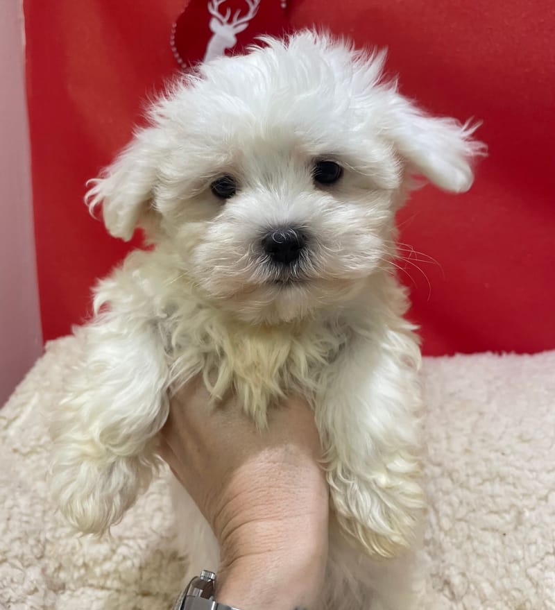 Anouk, Bichon Maltais femelle née le 23/10/25 LOF (dispo dès le 23/12)