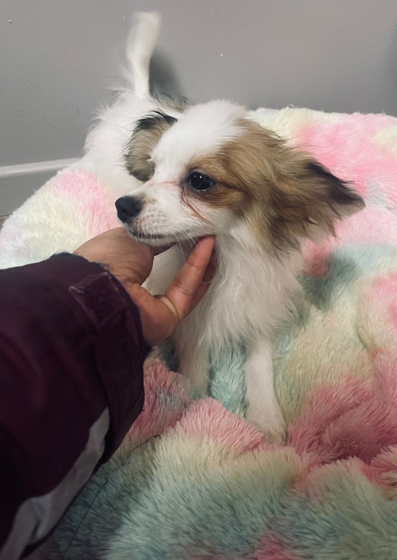 Azot mâle né le: 07/08/25 (LOF)