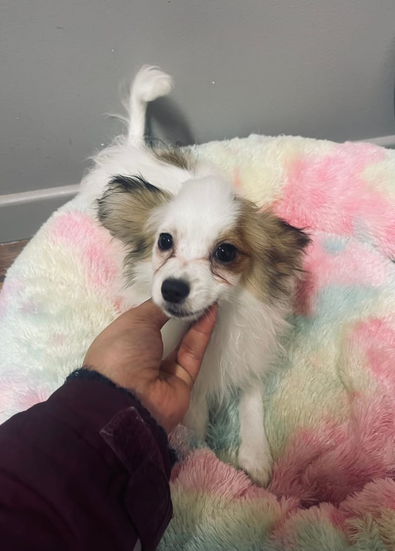 Azot mâle né le: 07/08/25 (LOF)