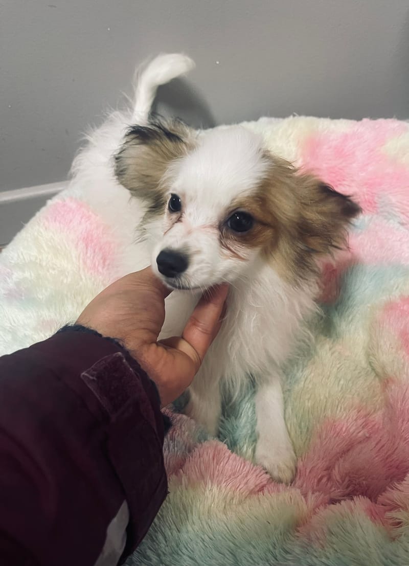 Azot mâle né le: 07/08/25 (LOF)