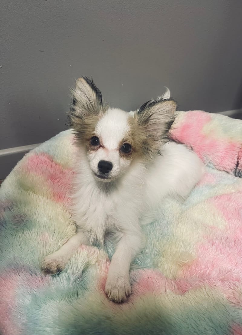 Alea femelle née le:07/08/25 LOF)