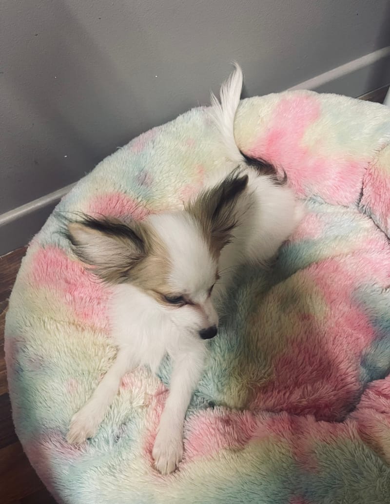 Alea femelle née le:07/08/25 LOF)