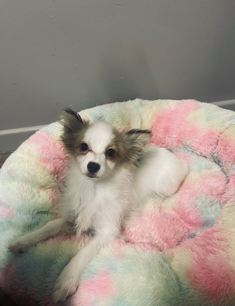 Alea femelle née le:07/08/25 LOF)