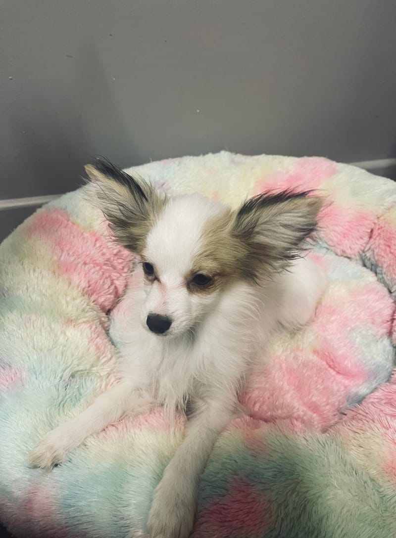 Alea femelle née le:07/08/25 LOF)