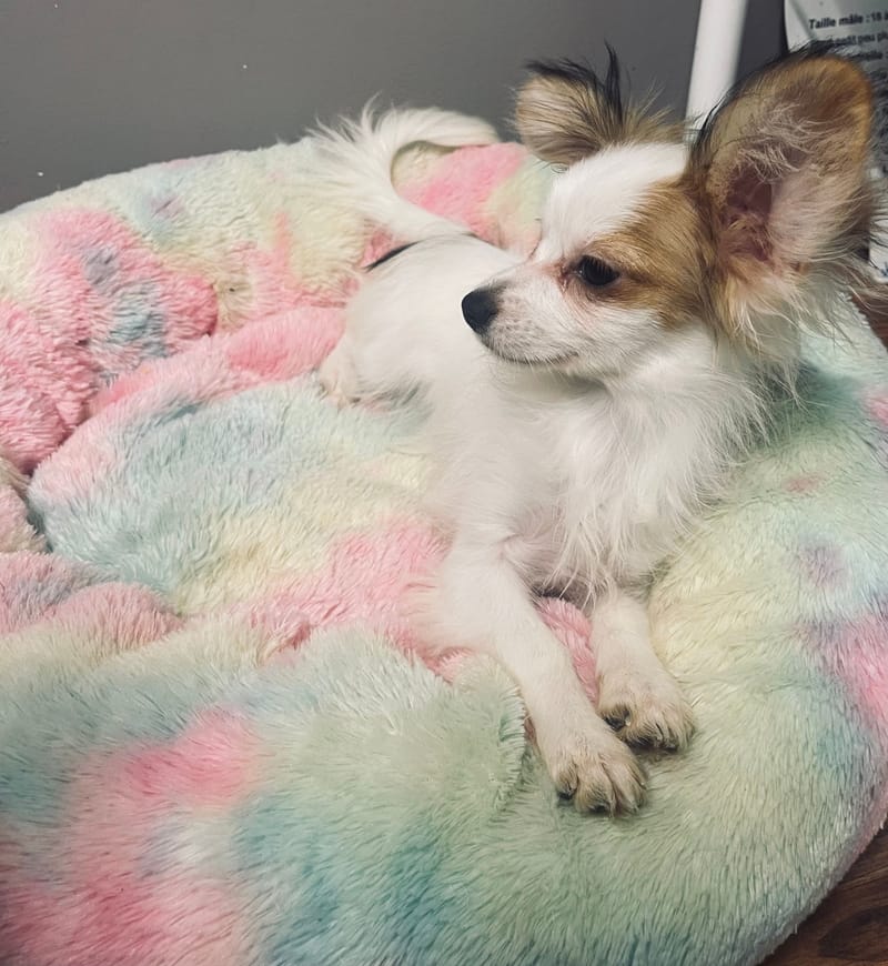 Alesia femelle née le: 07/08/25 ( LOF)