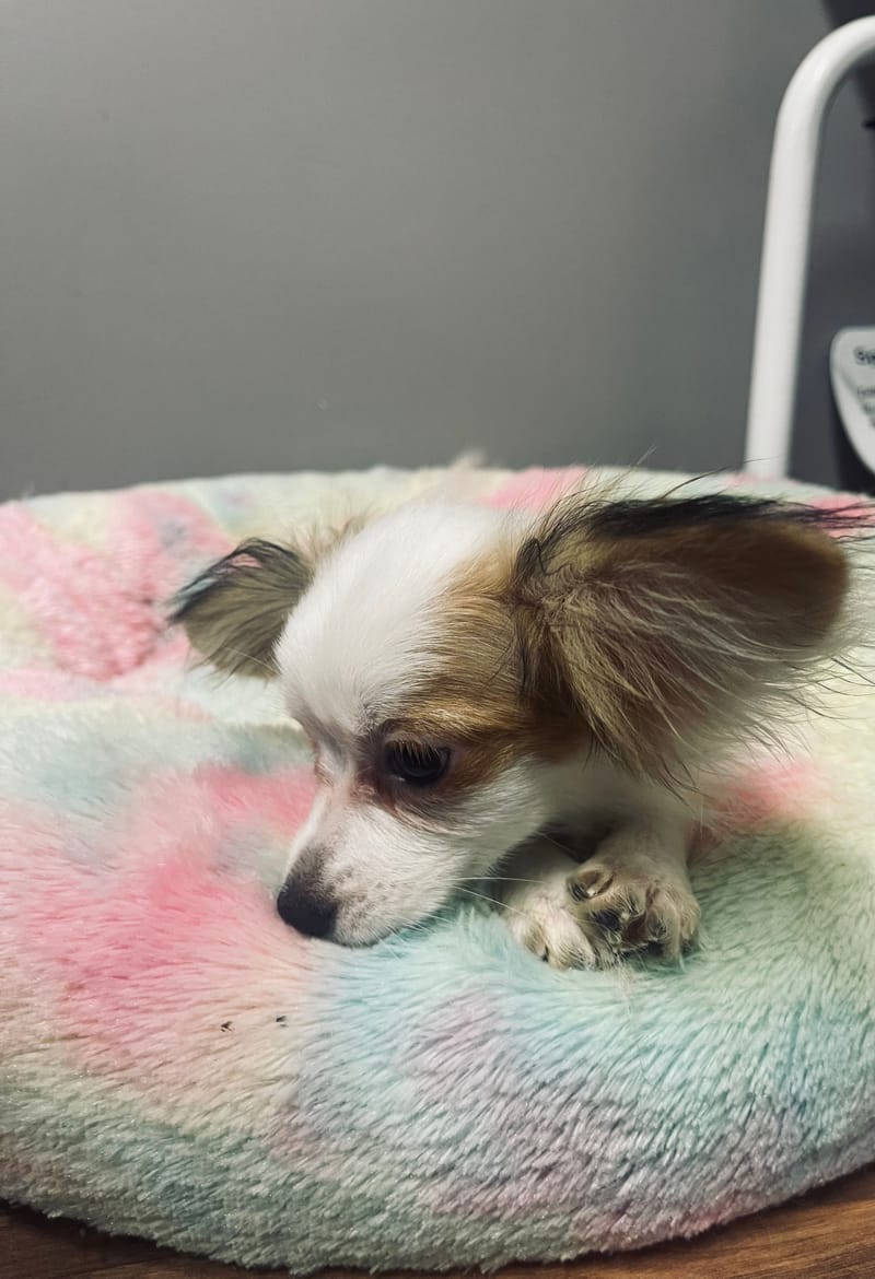 Alesia femelle née le: 07/08/25 ( LOF)