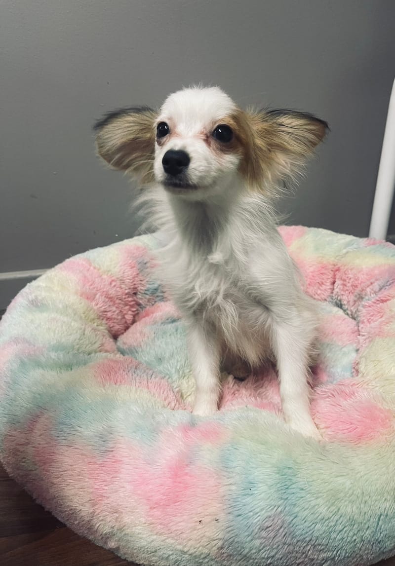 Alesia femelle née le: 07/08/25 ( LOF)