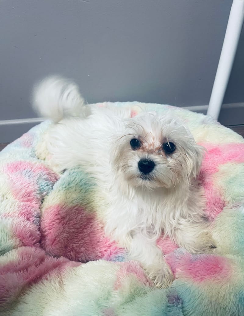 Alesia femelle née le: 24/08/2025. LOF