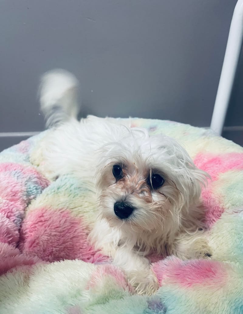 Alesia femelle née le: 24/08/2025. LOF