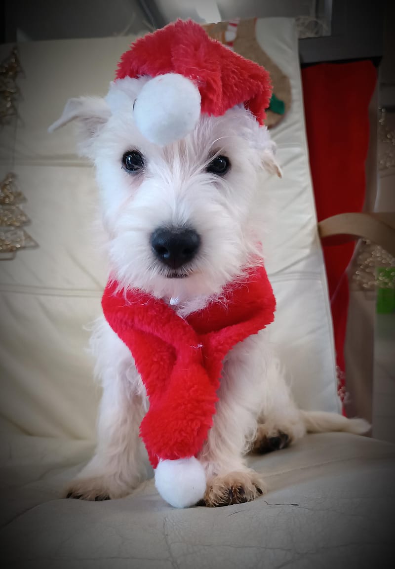 ARGUS, Mâle né le 29/08/2025 LOF