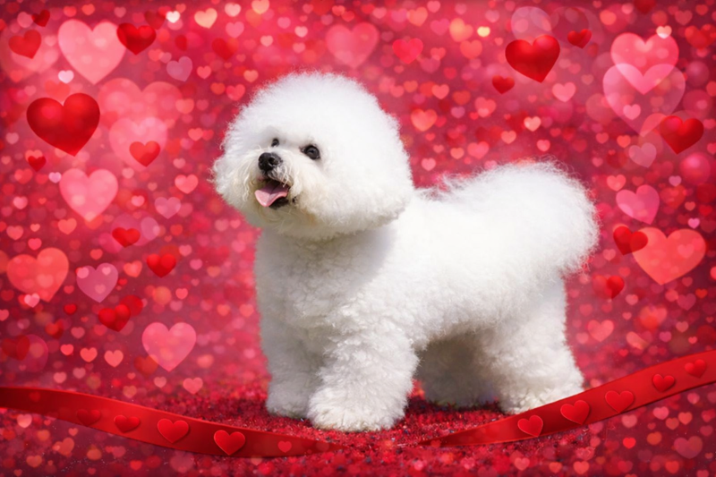 LE BICHON FRISE