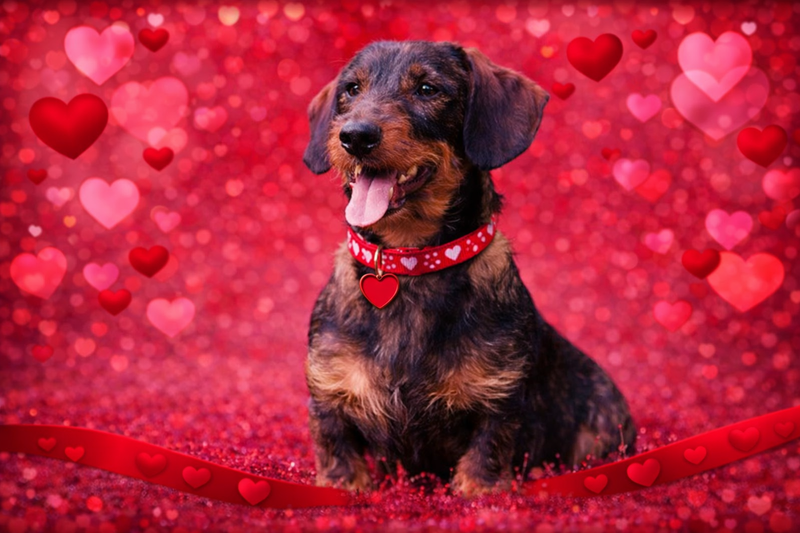 LE TECKEL A POILS DURS NAIN ET STANDARD