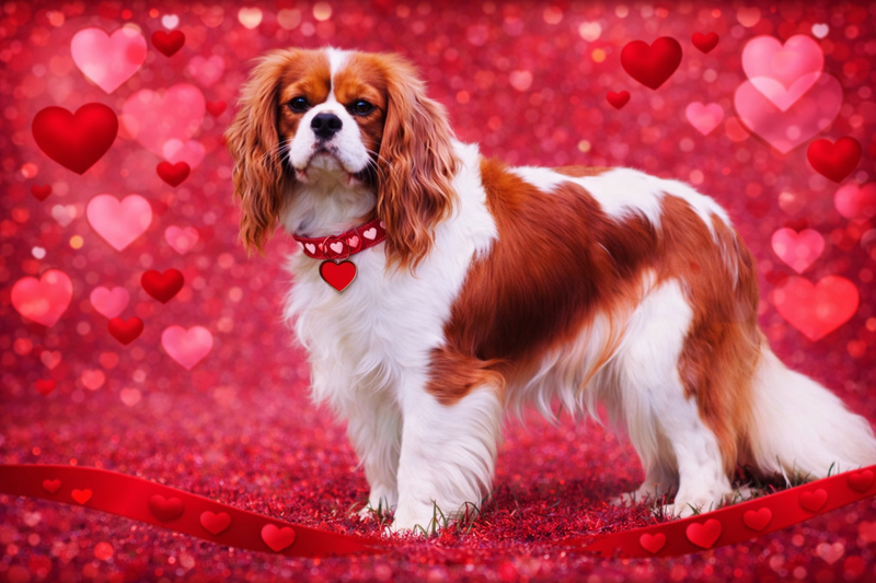 LE CAVALIER KING CHARLES