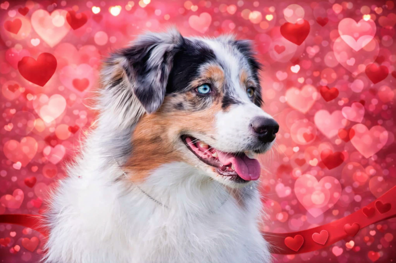 LE BERGER AUSTRALIEN