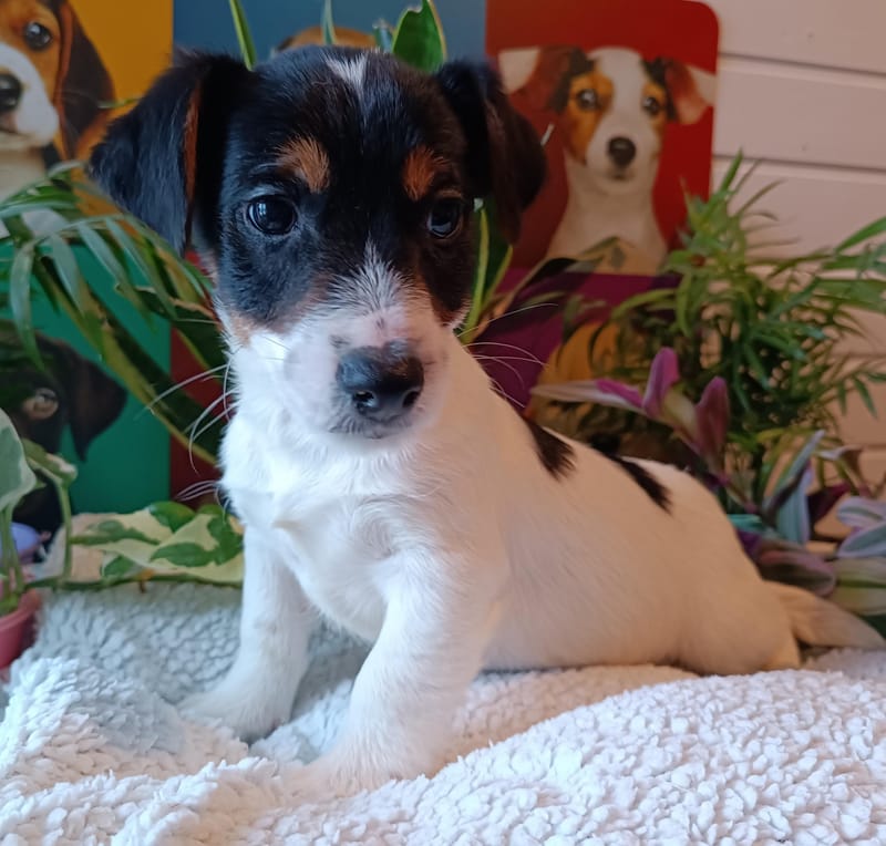 ARTUS mâle, né le 18/10/2025 LOF