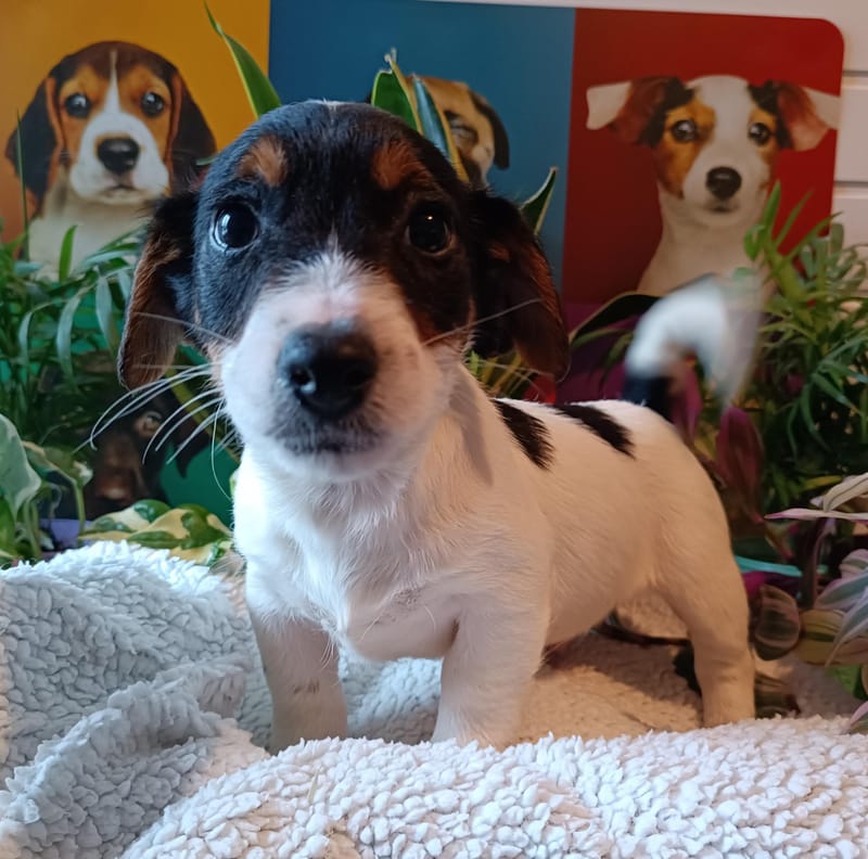 ARTUS mâle, né le 18/10/2025 LOF