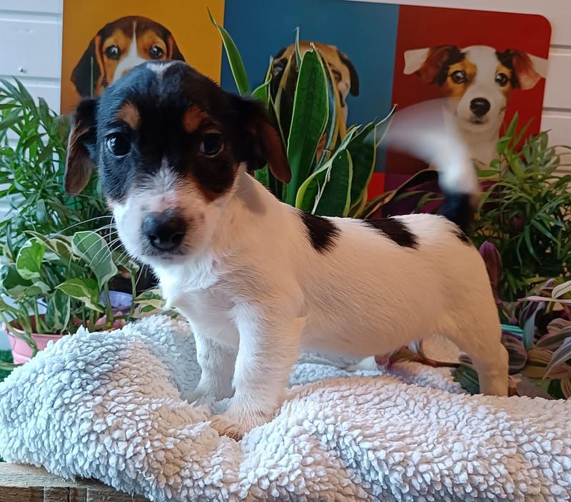 ARTUS mâle, né le 18/10/2025 LOF