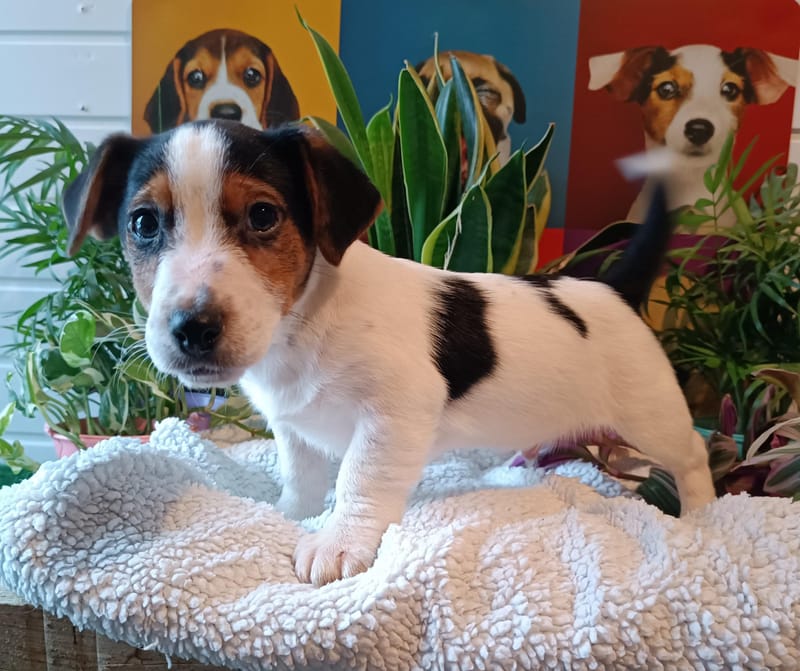 ALDO, mâle né le 18/10/2025 LOF