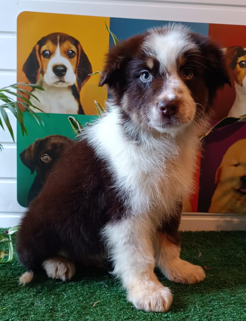 ANIS, mâle né le 29/10/2025, non Lof (parents LOF)