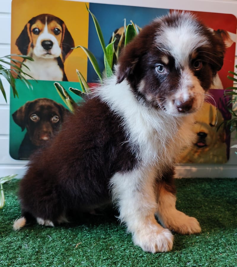 ANIS, mâle né le 29/10/2025, non Lof (parents LOF)