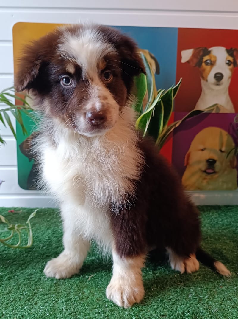 ANIS, mâle né le 29/10/2025, non Lof (parents LOF)