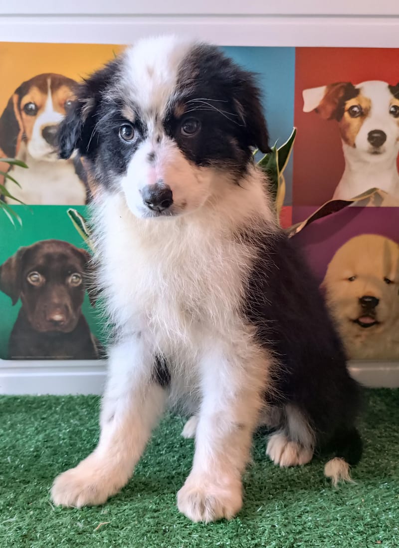 ARIANE, femelle née le 29/10/2025, non Lof (parents LOF)