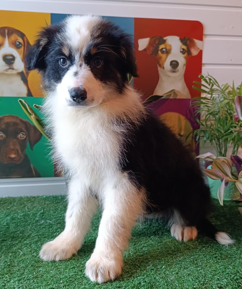 ARIANE, femelle née le 29/10/2025, non Lof (parents LOF)