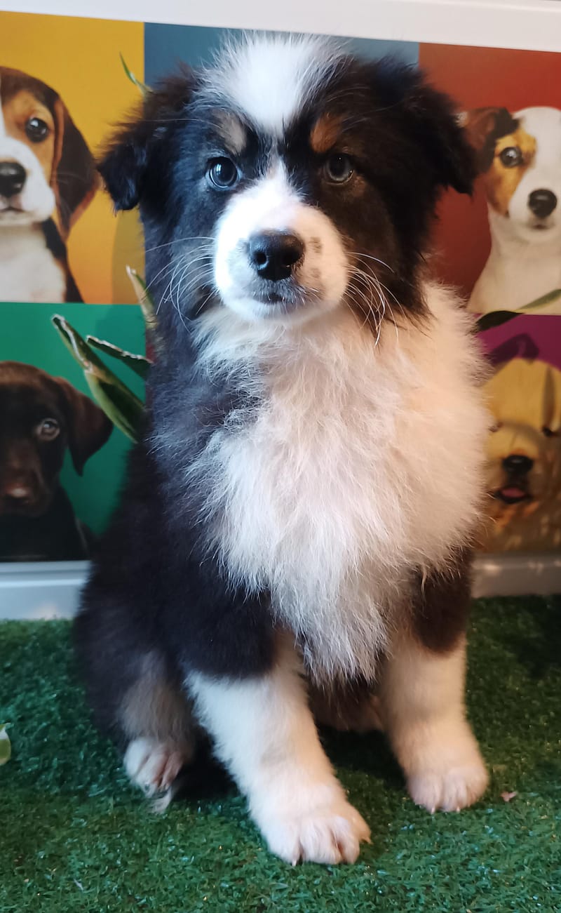 ALDO, mâle né le 02/11/2025 non Lof (parents LOF)