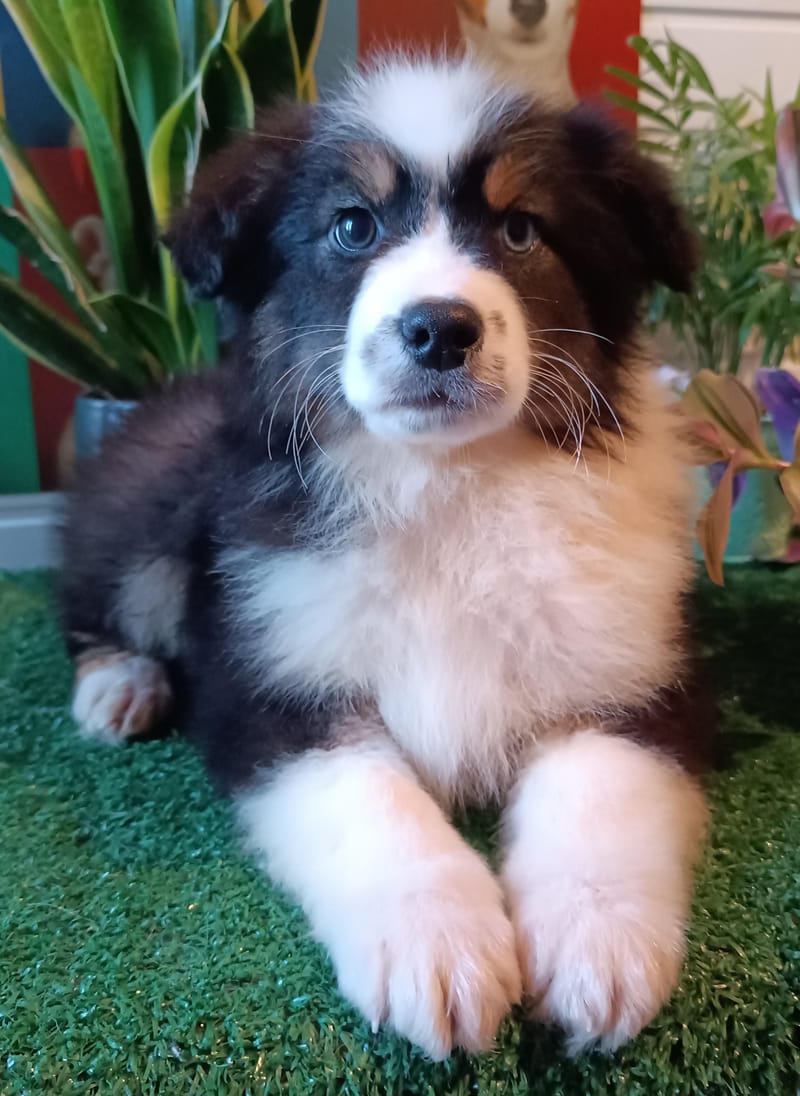 ALDO, mâle né le 02/11/2025 non Lof (parents LOF)