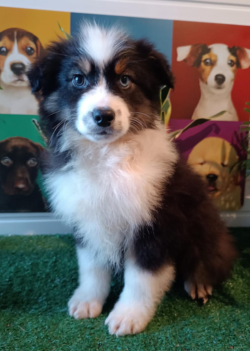 ALDO, mâle né le 02/11/2025 non Lof (parents LOF)