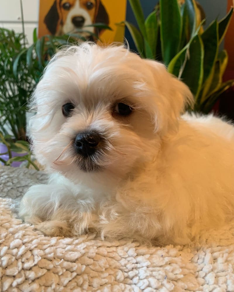 AZEREL, mâle né le 04/11/2025 LOF